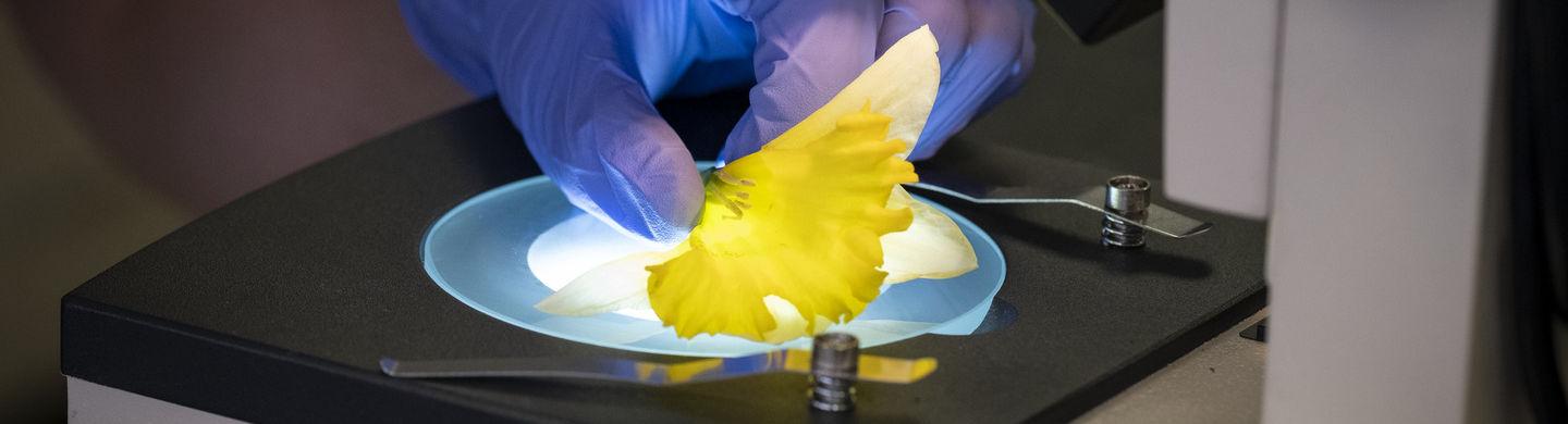 A yellow flower is being examined under a microscope.