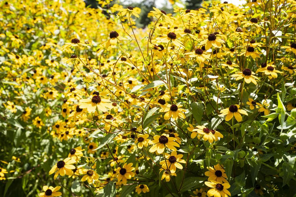 An image of a sunflower patch